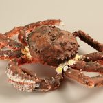 タラバガニ／8×30×22cm／粘土・彩色